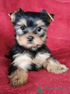 Photo №1. yorkshire terrier - for sale in the city of Dreiliņi | 317$ | Announcement № 75526