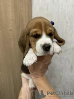 Additional photos: Purebred show class beagle puppies