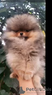 Photo №4. I will sell pomeranian in the city of Belgrade. breeder - price - negotiated