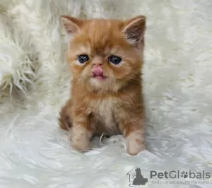 Photo №1. persian cat - for sale in the city of Englewood | 280$ | Announcement № 122955