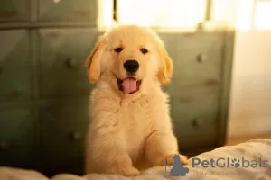 Photo №1. golden retriever - for sale in the city of Riekstukalns | negotiated | Announcement № 85347