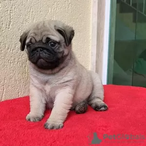 Photo №3. Stunning Pug puppies for sale. United Kingdom