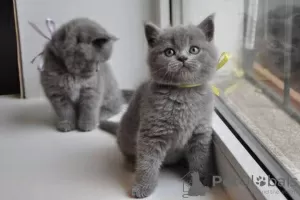 Photo №1. british shorthair - for sale in the city of St. Petersburg | 423$ | Announcement № 119922