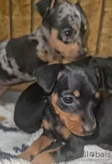 Photo №4. I will sell dachshund in the city of Portland. breeder - price - 300$