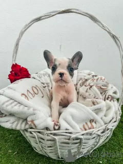 Additional photos: French bulldog puppies