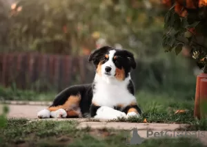 Photo №1. australian shepherd - for sale in the city of Москва | 609$ | Announcement № 130368