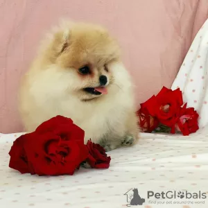 Photo №1. pomeranian - for sale in the city of Taganrog | 1600$ | Announcement № 7712