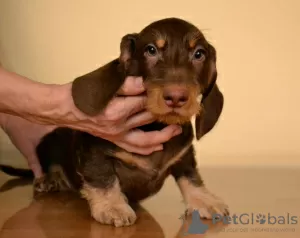 Photo №2 to announcement № 76422 for the sale of  - buy in Russian Federation breeder