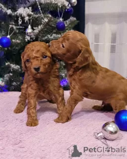 Photo №3. Poodle puppies. Belarus