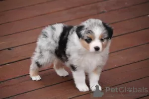 Photo №2 to announcement № 52295 for the sale of australian shepherd - buy in Germany breeder