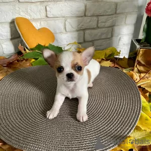 Photo №1. chihuahua - for sale in the city of Viljandi | negotiated | Announcement № 116103