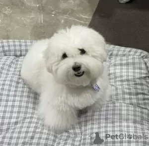 Photo №4. I will sell coton de tulear in the city of Hong Kong. private announcement, from nursery, from the shelter - price - 528$