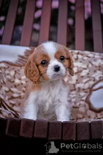 Photo №1. cavalier king charles spaniel - for sale in the city of Brest | 951$ | Announcement № 78563