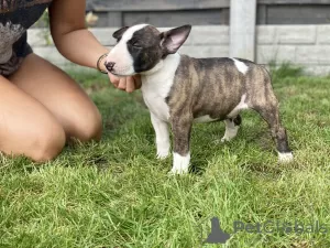 Additional photos: Miniature Bull Terrier