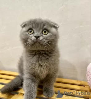 Photo №1. scottish fold - for sale in the city of Rochefort | Is free | Announcement № 128884