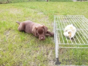 Additional photos: Chocolate labrador puppies, puppies