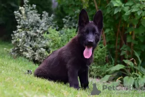 Photo №4. I will sell german shepherd in the city of Frampol. breeder - price - 468$