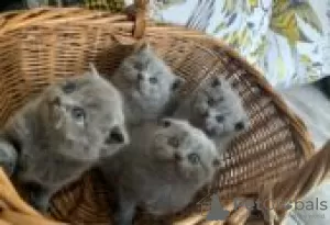 Photo №1. scottish fold - for sale in the city of Forssa | Is free | Announcement № 128439