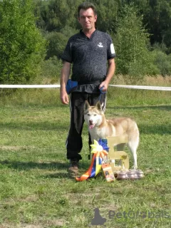 Photo №3. Siberian Husky puppies. Russian Federation