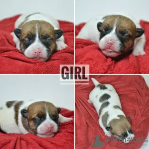 Photo №2 to announcement № 19510 for the sale of jack russell terrier - buy in Belarus from nursery