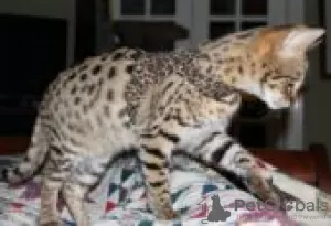 Photo №2 to announcement № 128588 for the sale of savannah cat - buy in France breeder