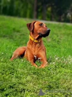 Additional photos: Litter announcement Rhodesian Ridgeback puppy - litter 2024/25