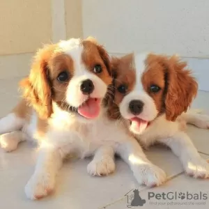 Photo №1. cavalier king charles spaniel - for sale in the city of Passau | Is free | Announcement № 129940