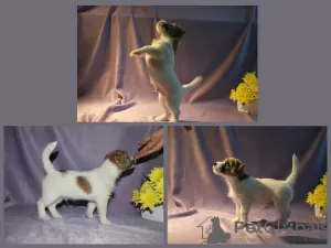 Additional photos: Jack Russell Terrier puppies for sale