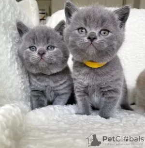 Photo №1. british shorthair - for sale in the city of Paris | negotiated | Announcement № 98699