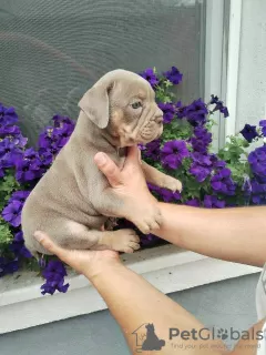 Additional photos: English bulldog, puppy