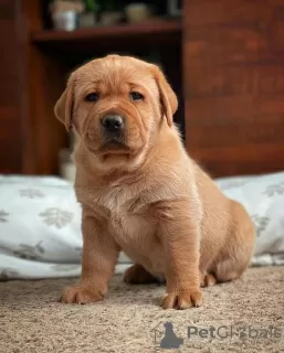 Photo №3. Labrador Retriever puppy. Finland