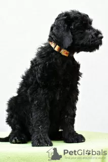 Additional photos: BLACK RUSSIAN TERRIER - UNIQUE FCI PUPPIES