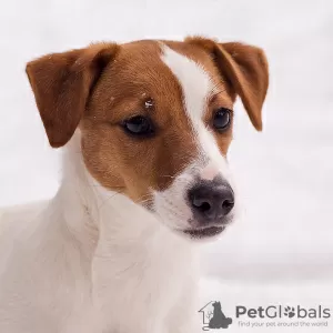 Photo №1. jack russell terrier - for sale in the city of Minsk | 800$ | Announcement № 17624