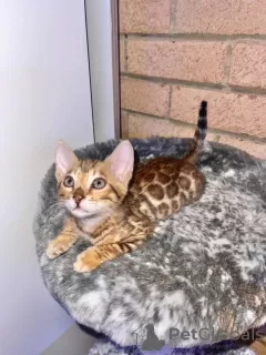 Photo №1. bengal cat - for sale in the city of Антверпен | Is free | Announcement № 9666