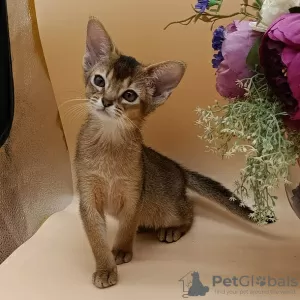 Photo №1. abyssinian cat - for sale in the city of Vienna | 264$ | Announcement № 117018