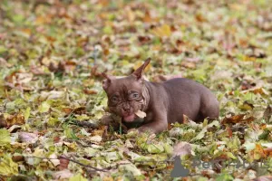 Photo №2 to announcement № 79411 for the sale of american bully - buy in Finland breeder