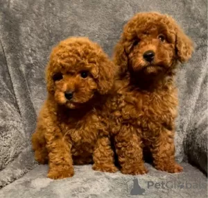 Photo №1. poodle (toy) - for sale in the city of Maribor | Is free | Announcement № 8783