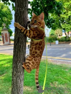 Additional photos: Bengal For Sale High Quality