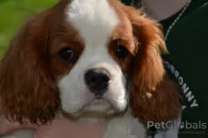 Photo №4. I will sell cavalier king charles spaniel in the city of Chocianów. breeder - price - 3000$