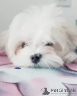 Additional photos: Gorgeous Maltese Puppies