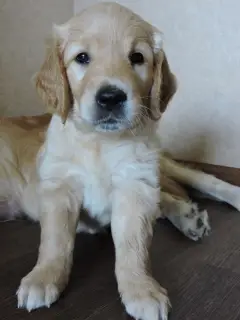 Photo №3. Golden Retriever Puppy. Russian Federation