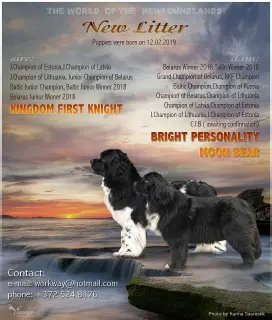 Photo №1. newfoundland dog - for sale in the city of Vaskjala | negotiated | Announcement № 1621