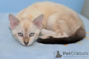 Additional photos: A posh snow-colored Bengal boy as a pet