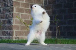 Additional photos: Japanese Spitz The boys.