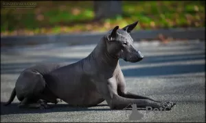 Additional photos: XOLOITZCUINTLE STANDARD puppies