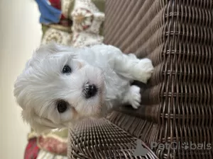 Photo №3. Maltese puppies 3 boys. United States