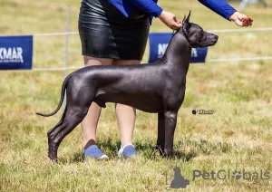 Additional photos: Xoloitzcuintle (Mexican hairless dog) puppies