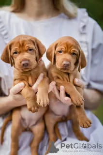 Photo №3. Puppies of the Hungarian Vizsla. Belarus