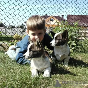 Additional photos: Welsh corgi puppy