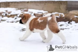 Additional photos: Puppy American Akita